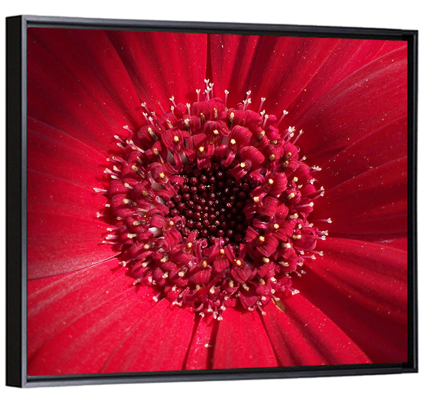 Red Gerbera Daisy Macro Close Up Wall Art