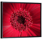 Red Gerbera Daisy Macro Close Up Wall Art