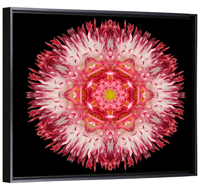 Magenta Chrysanthemum Star Mandala Wall Art as a framed canvas