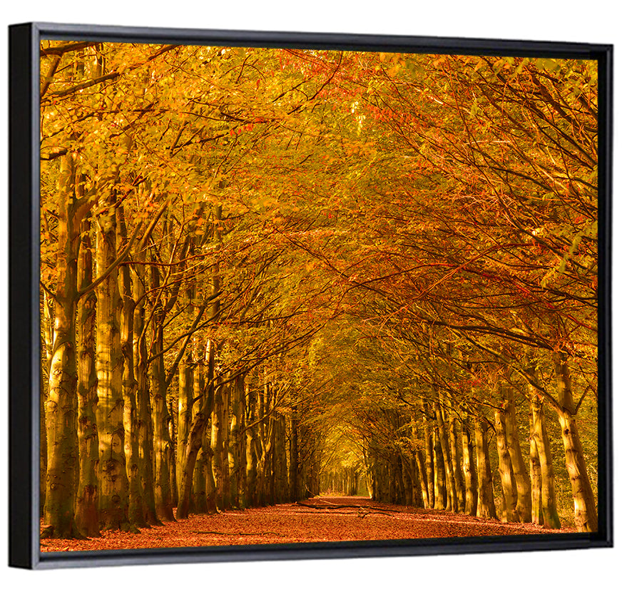 Golden Beech Tree Tunnel in Autumn Wall Art