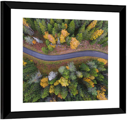 Summer Forest Road Wall Art