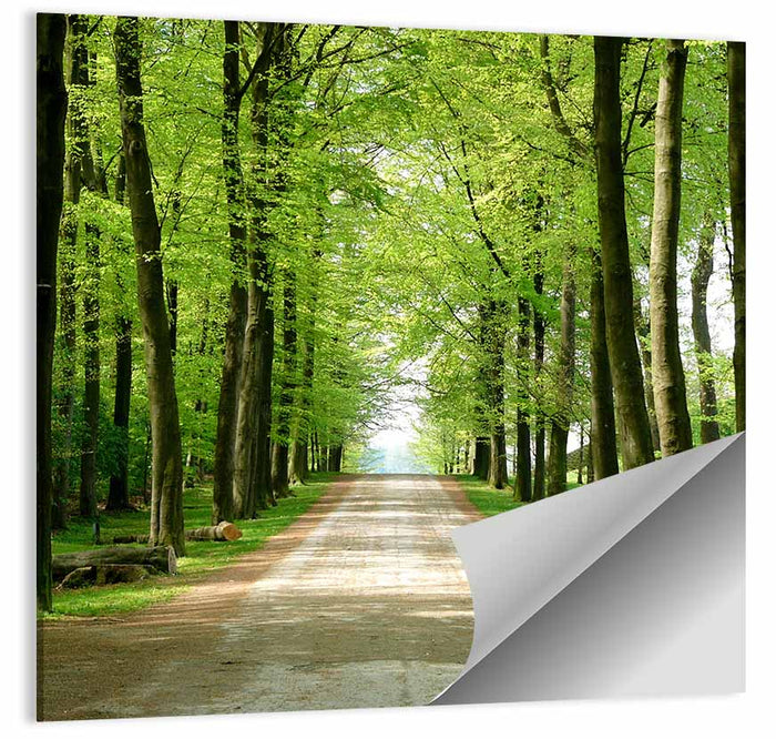 Sunlit Tree-lined Path Wall Art as a poster print