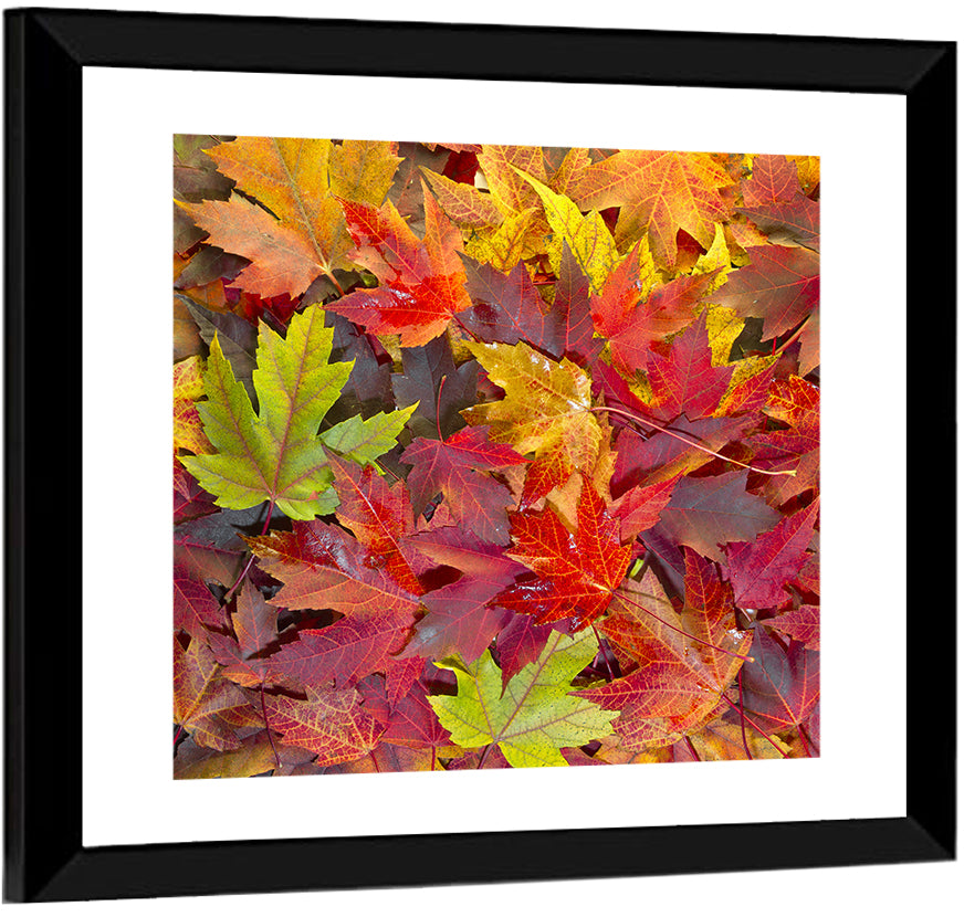 Autumn Maple Leaves Close-up Wall Art