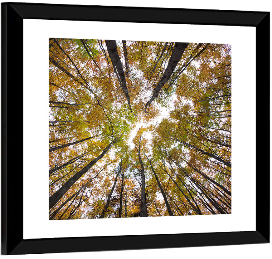Autumn Forest Canopy Looking Up Wall Art