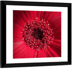 Red Gerbera Daisy Macro Close Up Wall Art