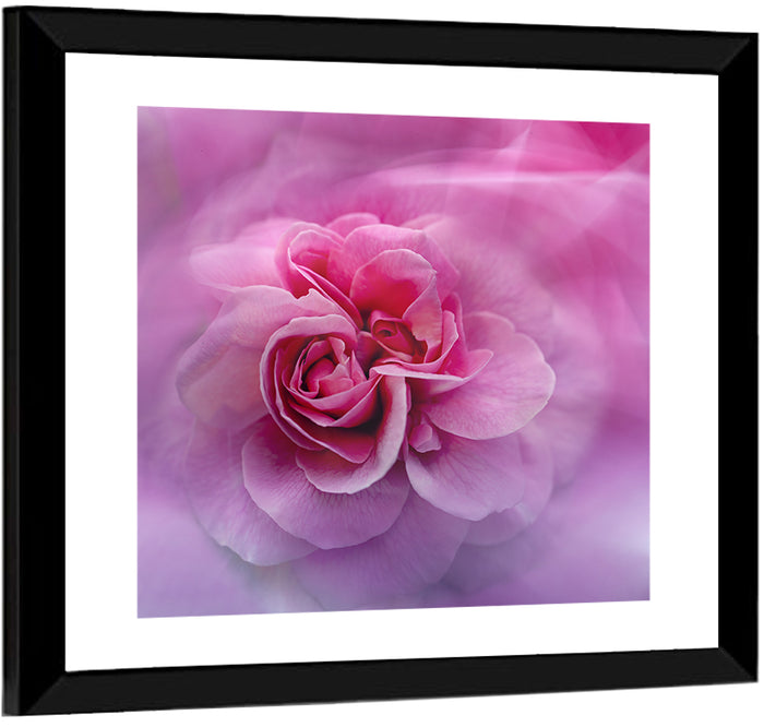 Ethereal Pink Rose Bloom Wall Art as a framed print
