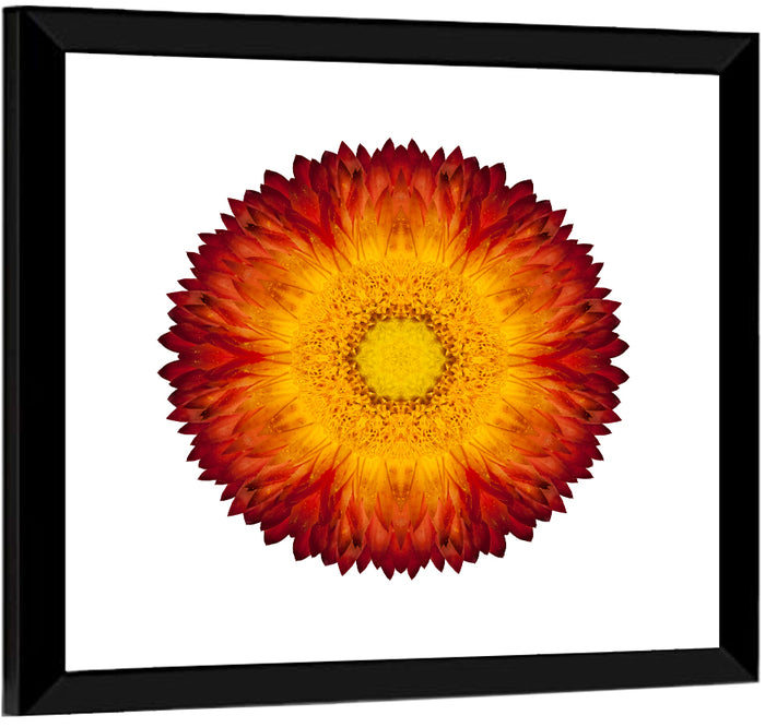 Kaleidoscopic Strawflower Mandala Wall Art as a framed print