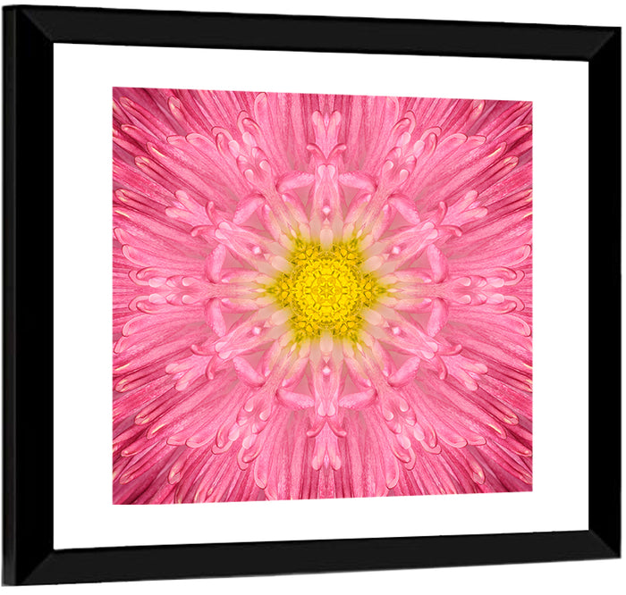 Pink Chrysanthemum Mandala Bloom Wall Art as a framed print