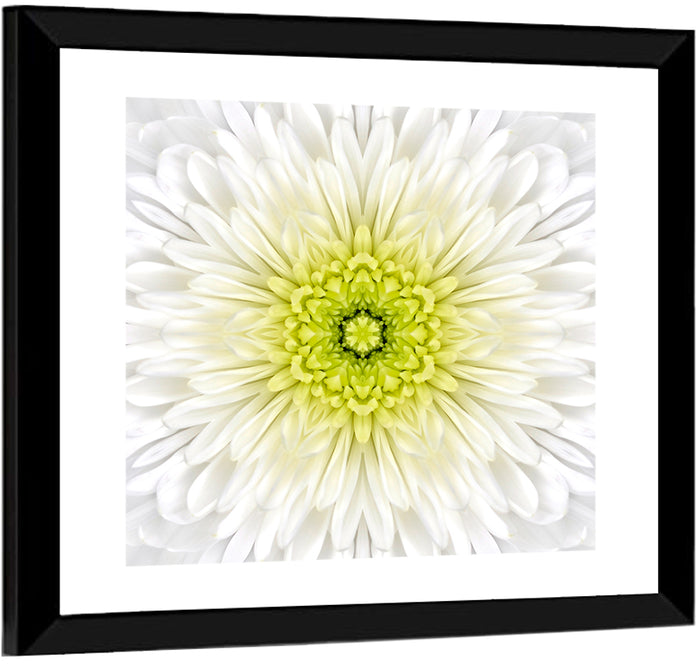 White Chrysanthemum Mandala Close Up Wall Art as a framed print