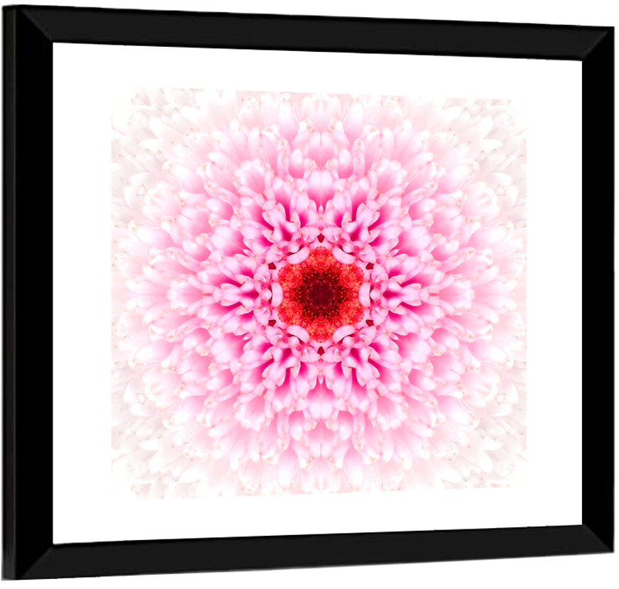 Pink Chrysanthemum Mandala with Deep Red Center Wall Art