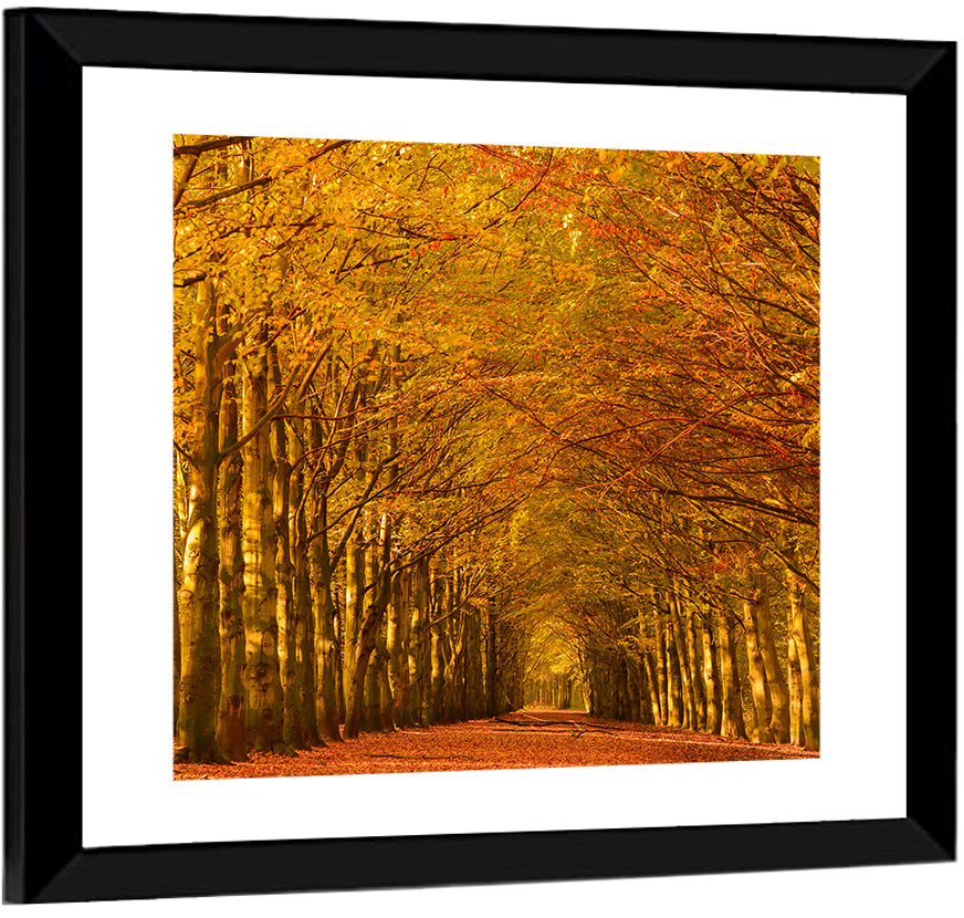 Golden Beech Tree Tunnel in Autumn Wall Art