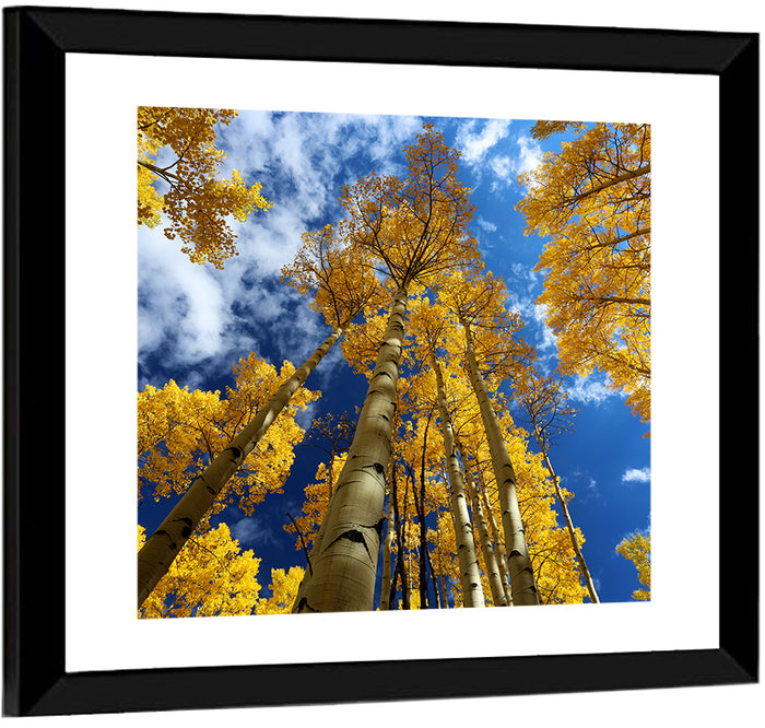 Golden Aspen Canopy View Wall Art as a framed print