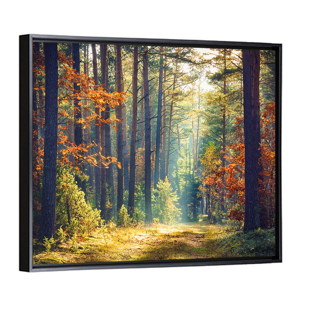 Sunlit Autumn Pine Forest Wall Art