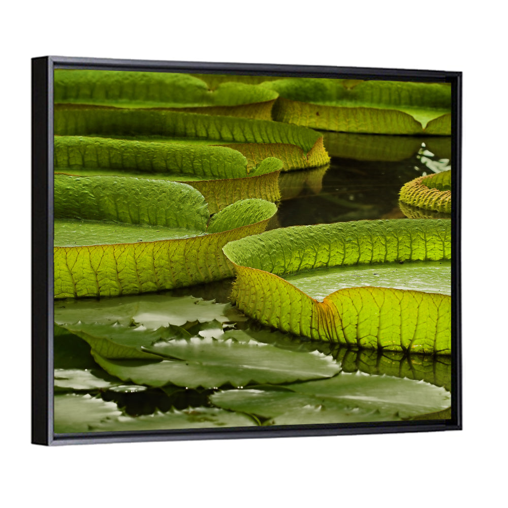 Giant Victoria Amazonica Lily Pads Wall Art