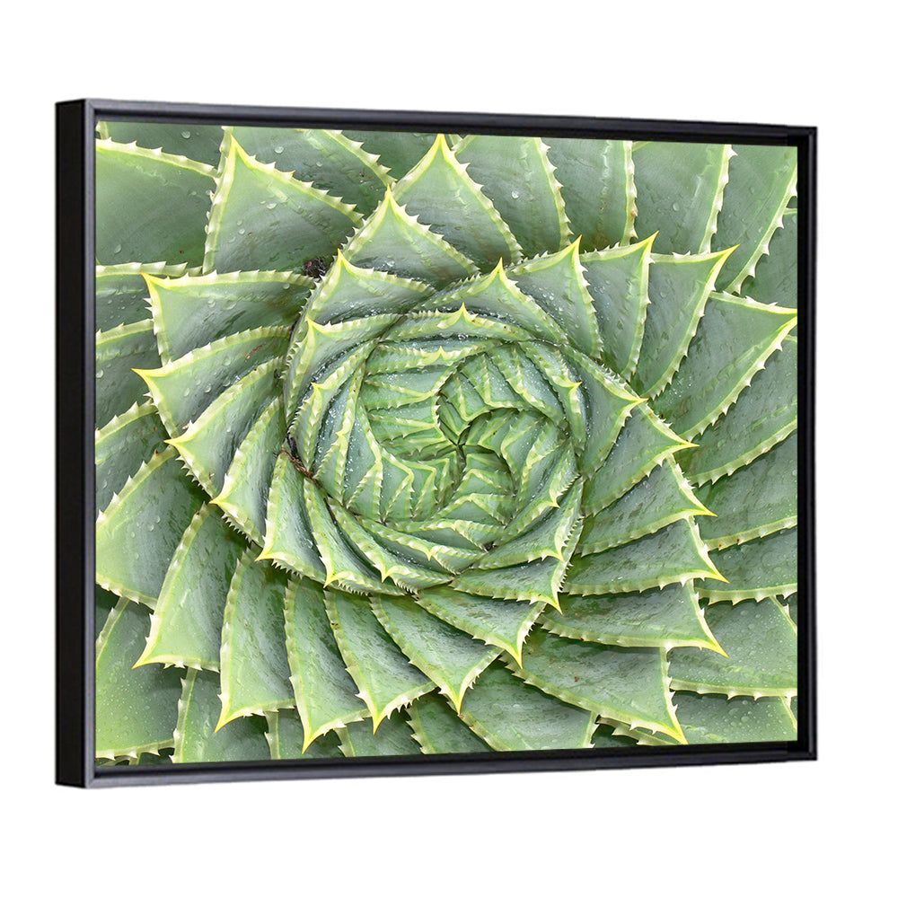 Spiral Aloe Wall Art