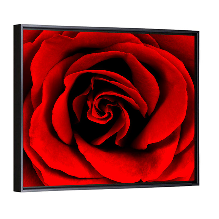 Velvety Red Rose Close-up Wall Art as a framed canvas