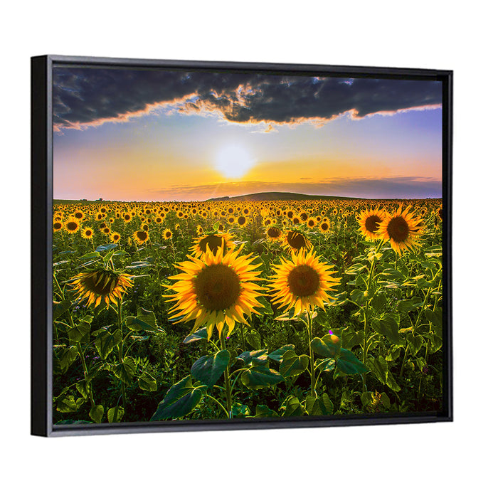 Sunflower Field at Golden Hour Wall Art as a framed canvas