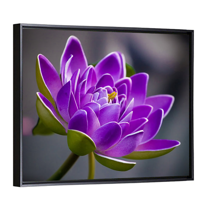 Purple Water Lily Close-up Wall Art as a framed canvas
