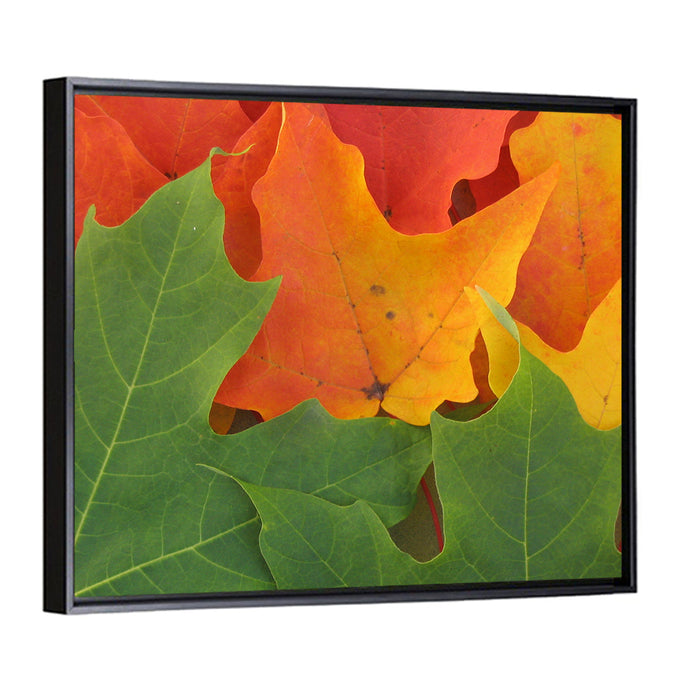 Autumn Maple Leaves Wall Art as a framed canvas