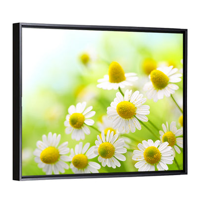 Chamomile Flowers Wall Art