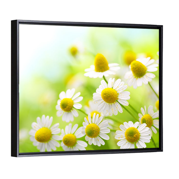 Chamomile Close-up Wall Art as a framed canvas