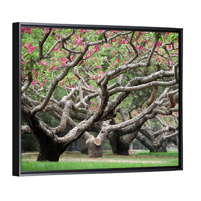 Peach Orchard in Bloom Wall Art as a framed canvas