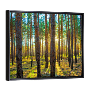 Scots Pine Forest Wall Art