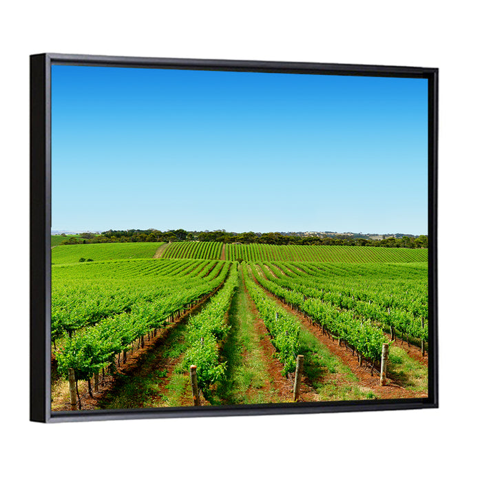Sunlit Vineyard Rows Wall Art as a framed canvas