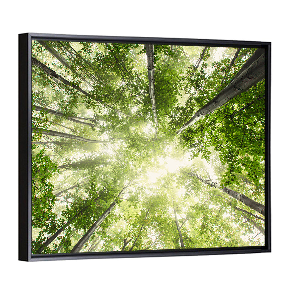 Spring Canopy in Morning Mist Wall Art