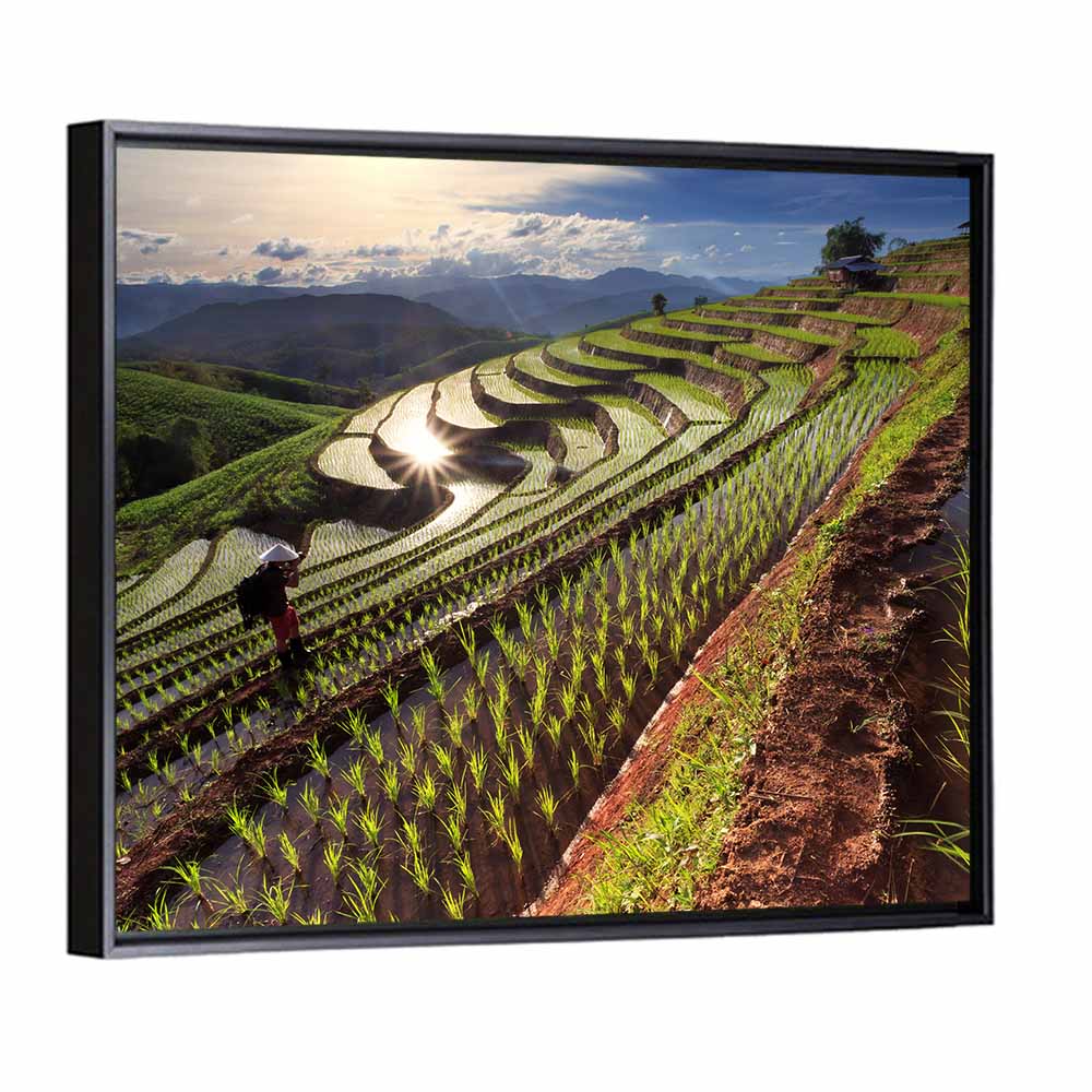 Chiang Mai Rice Fields Wall Art