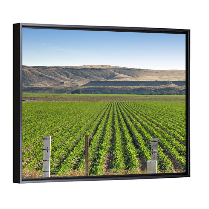 Idaho Corn Field Wall Art as a framed canvas