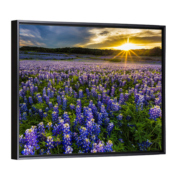 Texas Bluebonnet Field at Sunset Wall Art as a framed canvas