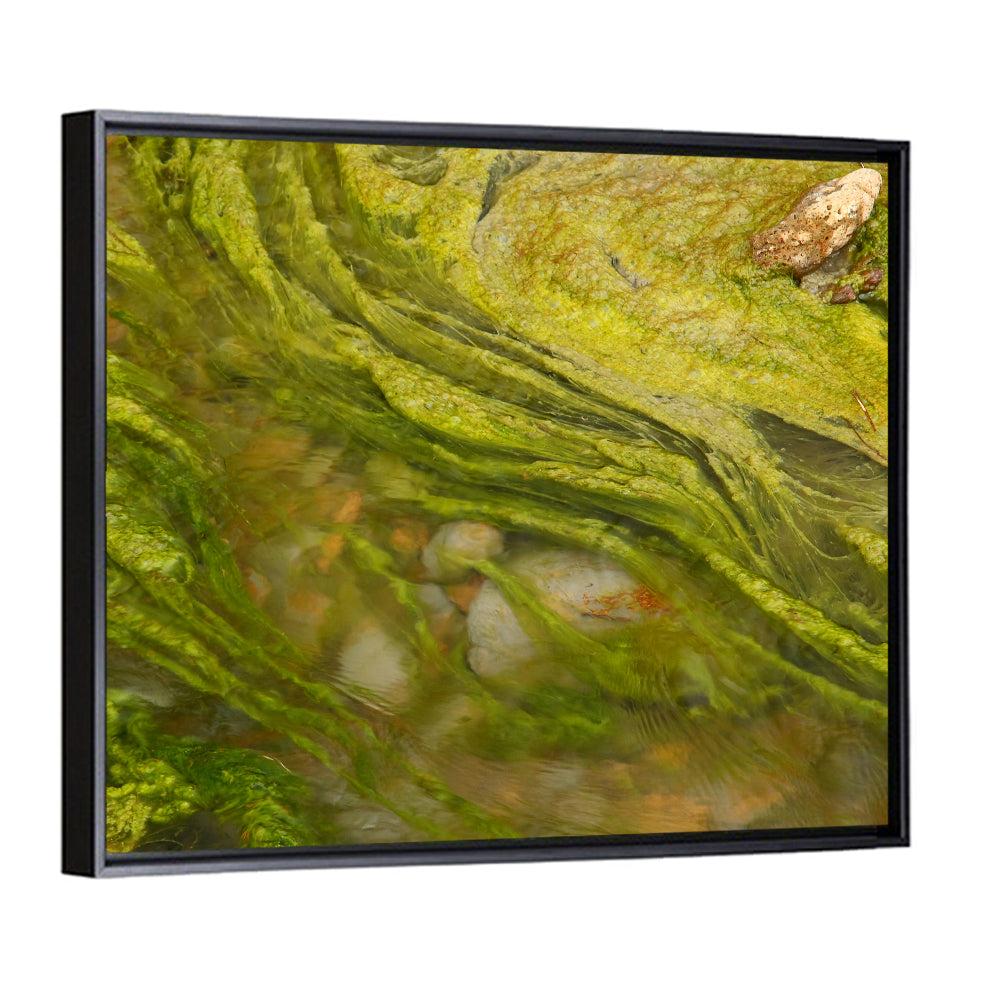Macro Algae Stream Wall Art