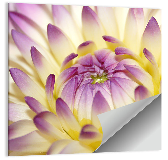 Dahlia Macro Portrait Wall Art as a poster print
