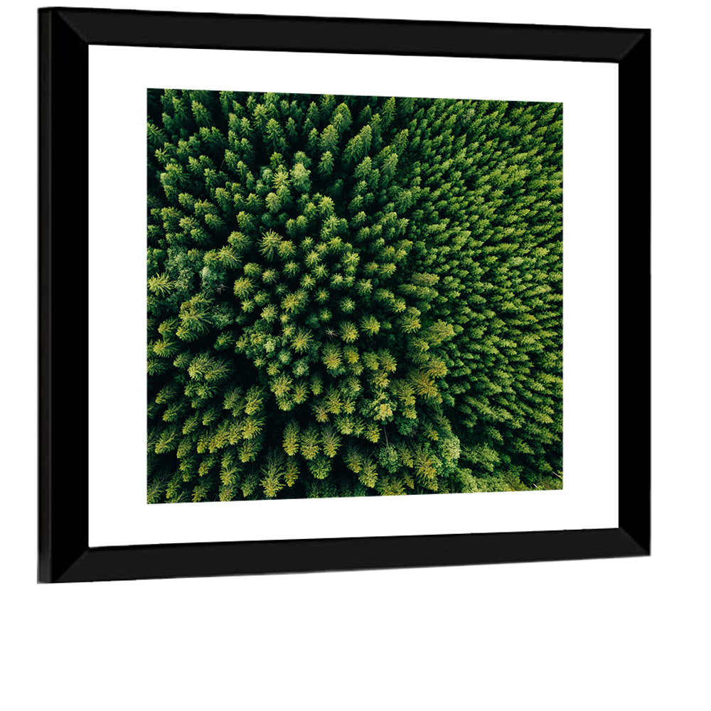 Aerial Conifer Canopy Wall Art