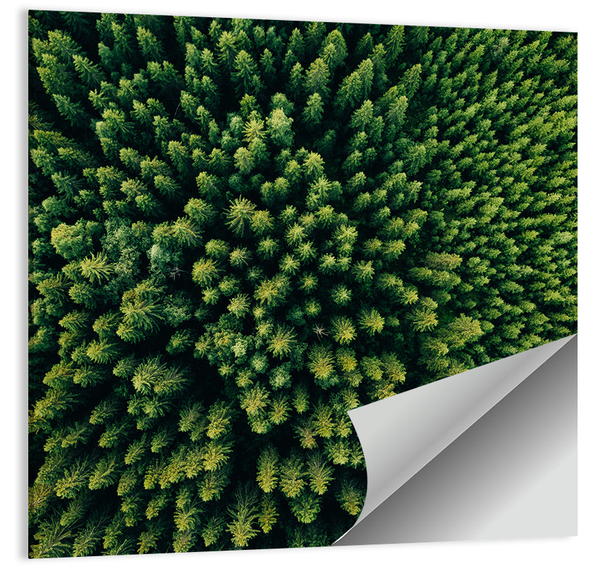 Aerial Conifer Canopy Wall Art