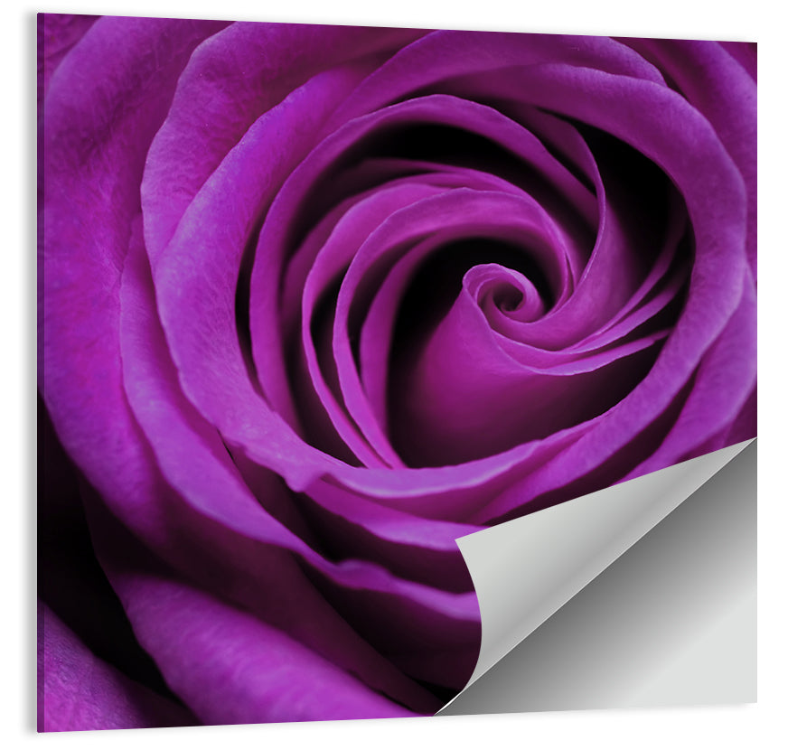 Purple Rose Wall Art