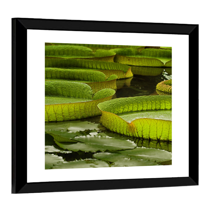 Giant Victoria Amazonica Lily Pads Wall Art as a framed print