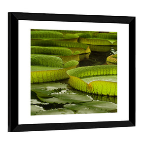 Giant Water Lilies Wall Art