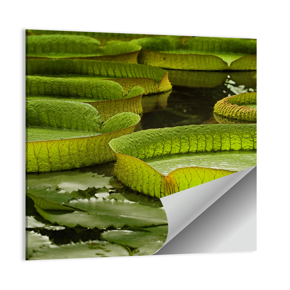Giant Water Lilies Wall Art