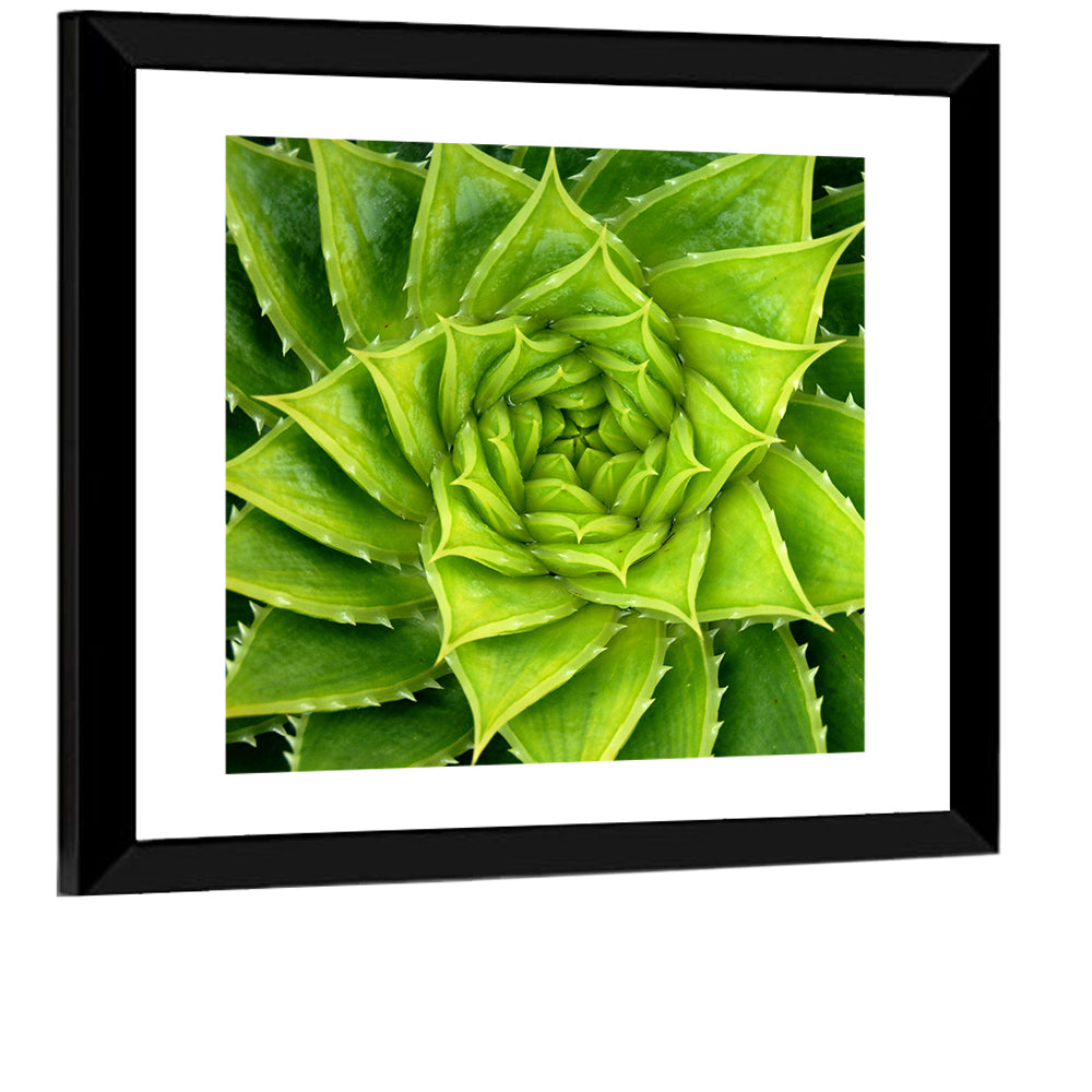Spiral Aloe Succulent Wall Art