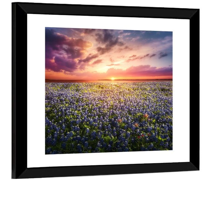 Texas Bluebonnet Sunset Wall Art as a framed print