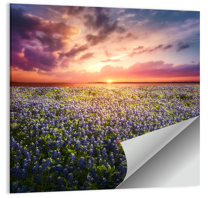 Texas Bluebonnet Sunset Wall Art as a poster print