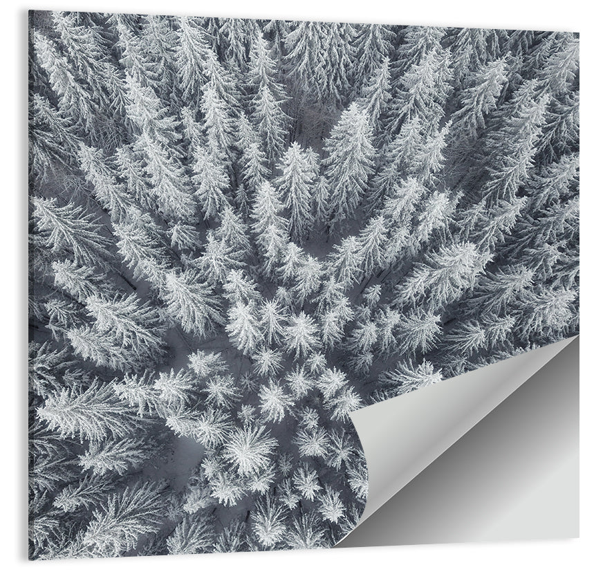 Snow Covered Pine Forest Wall Art
