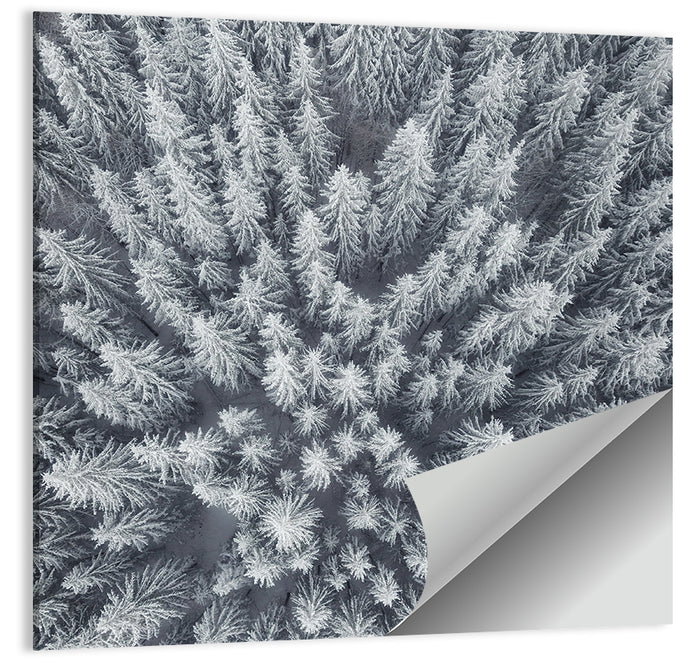 Snow Covered Pine Forest Wall Art as a poster print