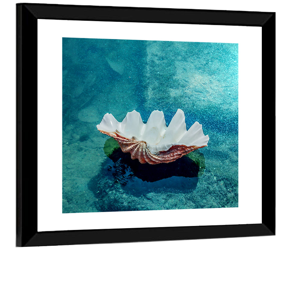 Giant Clam Shell Wall Art