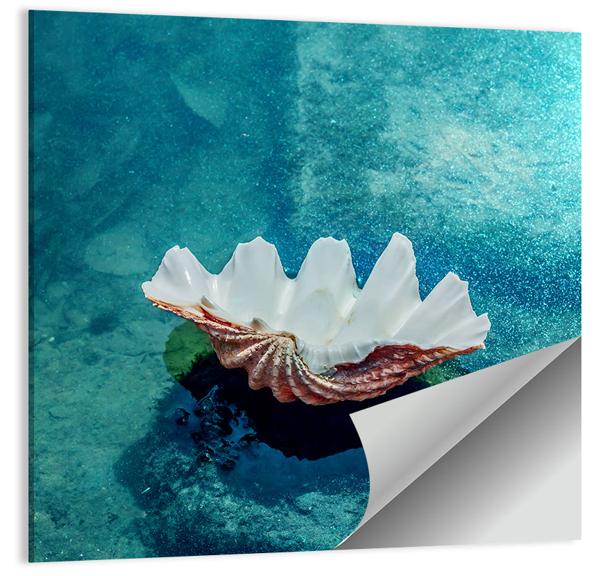 Giant Clam Shell Wall Art