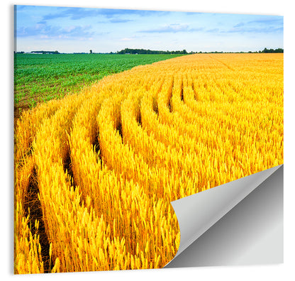 Wheat Field Wall Art