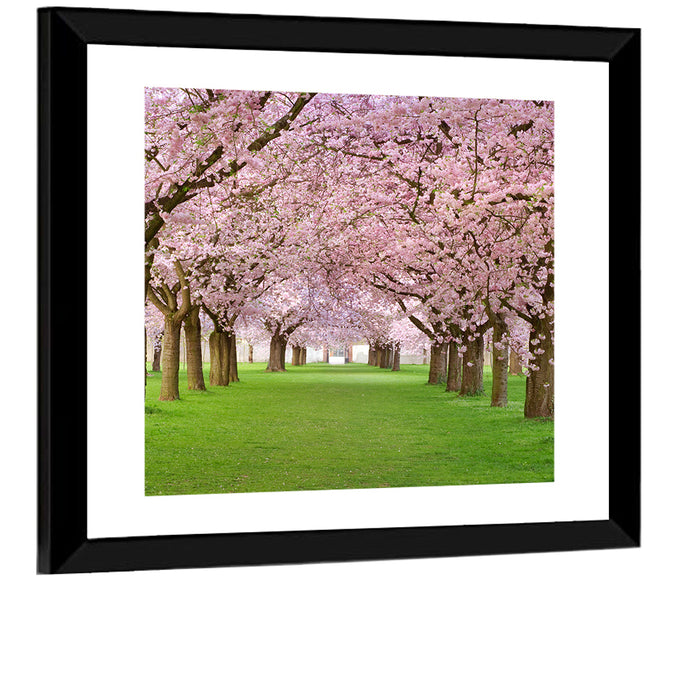 Cherry Blossom Avenue Wall Art as a framed print