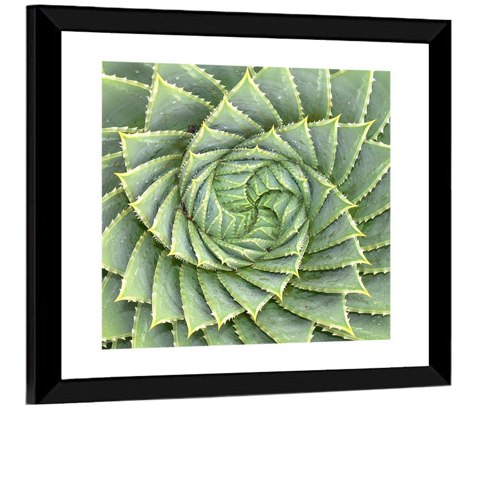 Spiral Aloe Wall Art